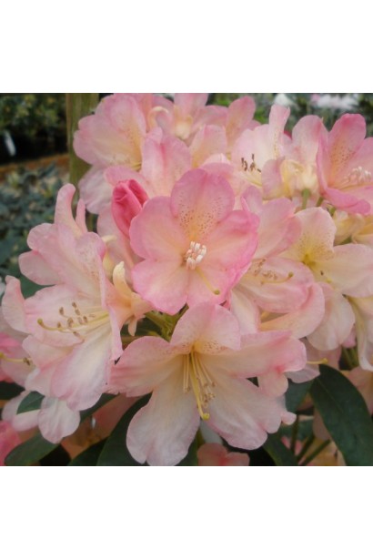 Rhododendron Percy Wiseman колір квітки